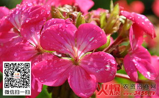 养花技巧， 让天竺葵茁壮成长