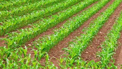 播种场地要选好， 遮遮雨避避光