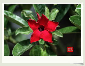 沙漠玫瑰， 养出你的绿意盎然