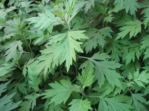 艾叶的功效与作用