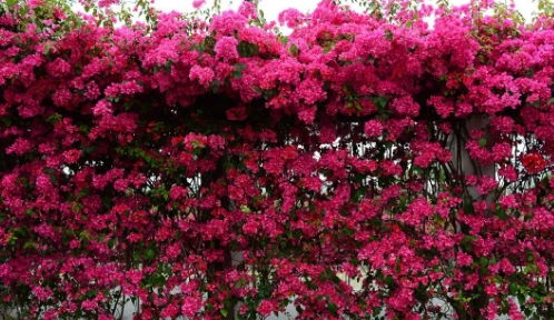 凌霄花：昂扬向上的姿态