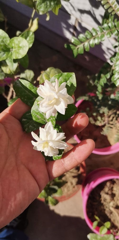 南北差异，花的选择也不同