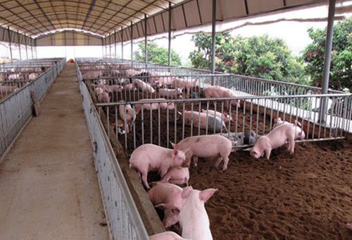 生态友好猪舍福利设计