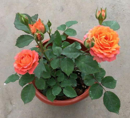 养护不当， 月季花不开花