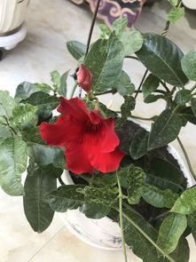 叶子发黑，如何治疗呢？