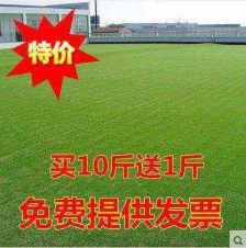 早熟禾，耐踩踏，抗侵入，打理方便