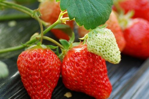 “向日葵：裸子还是被子植物？”
