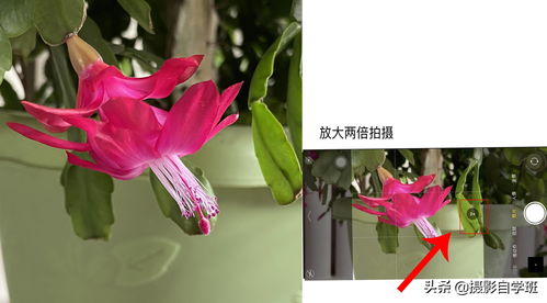 拍玫瑰花，如何构图更美
