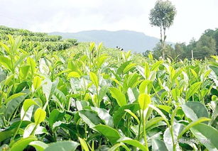 《江西省油茶种苗质量管理办法》—山茶树种植的黄金指南