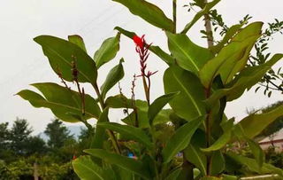 四川南充乡土植物：养起来简单，长得还好堪！