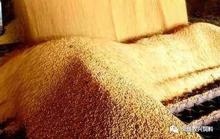 猪长期喂大豆粕会使其比吃饲料更易发胖吗？