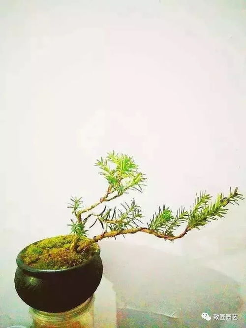 盆景小树干枯怎么办？如何挽救它的生命