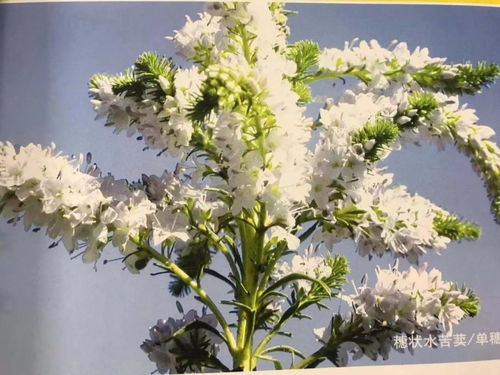 选择耐寒宿根花卉的小贴士