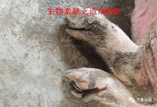 猪蹄部开裂、流血、肿大，是哪三种疾病在作祟