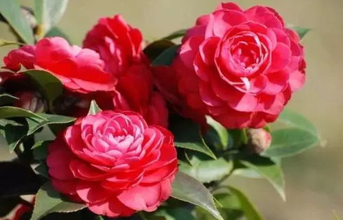 红露珍：皮实好养， 花色似牡丹