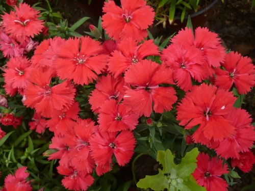 康乃馨专用肥，养花佳选！