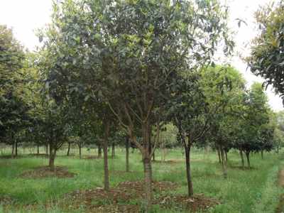 湖南野山茶油树种植秘籍：电话直连基地，轻松掌握种植秘诀！