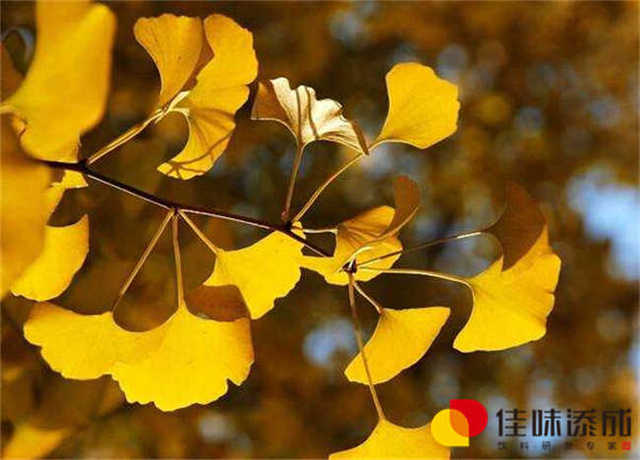 秋季哪些树会掉黄叶子？探究落叶树种及其原因