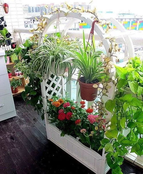 阳台党保命指南， 温度是关键