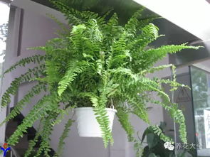 “鸟巢蕨，蕨类植物，爆款花卉”