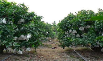 莲雾种植需要哪些具体的光照、水分、土壤和气候条件