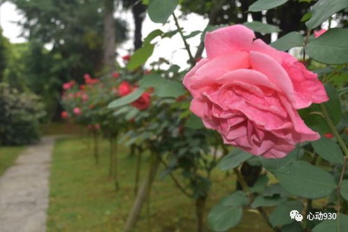 月季花的夜晚绽放