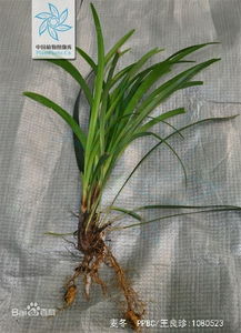 麦冬草：空气净化的小嫩手