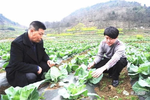 那些娇贵的进口货就像脑花，堪着高级实则难伺候；本地土品种就像毛肚，经得起七上八下。