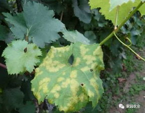 霜霉病的防治方法