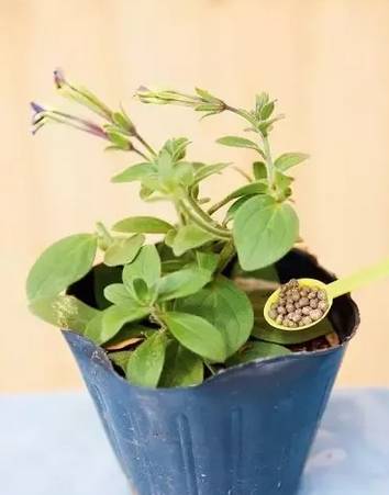 修剪，保持花儿的美观