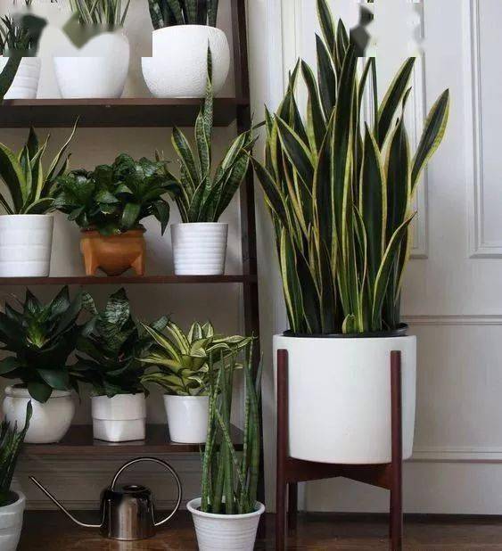 放长春藤的好处，你不知道的