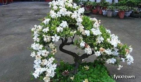 问路人， 路人笑