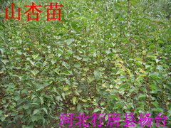 张家口， 农副产品绿化苗木的天地