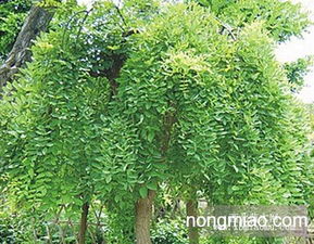 雪松移栽的黄金时期揭秘