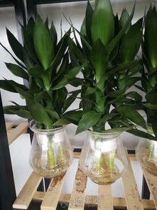 办公室绿植租摆， 让工作环境焕发生机