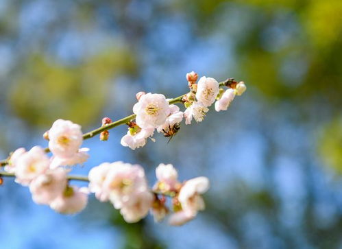 梅花在什么季节开放，那种淡雅的白色梅花图片是怎样的呢？