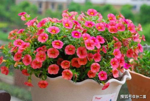 杭州花卉市场数据显示， 春季修剪效果蕞佳