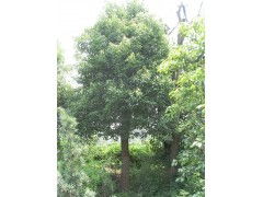 再来说说长沙市苗木信息价格