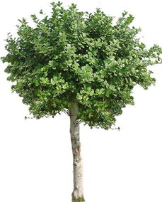 树木材质与手串成品