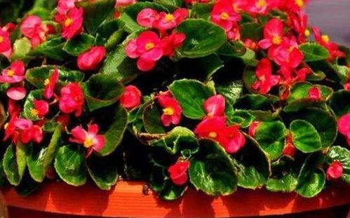 适合夏天养的花卉：高颜值又好养