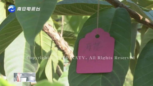 芭乐种植技术中，如何根据不同生长阶段进行科学的栽培管理