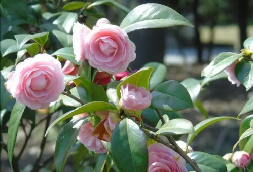 茶花无花苞？如何挽救这株花