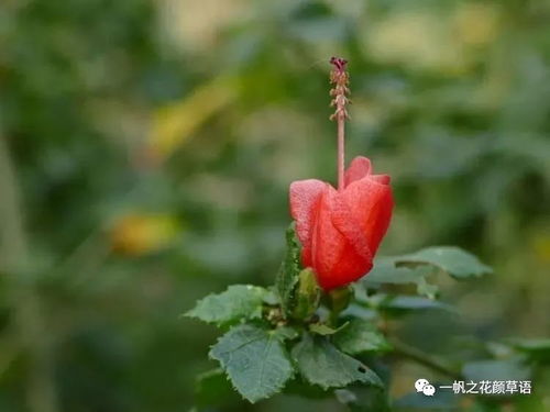 纹瓣悬铃花如何进行修剪，有哪些修剪技巧和注意事项