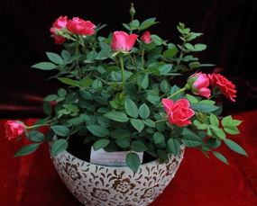 奥索易意大利冰月季，冰爽来袭！