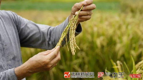 巴盟磴口试种成功3个棉花品种，探讨其生长表现与适应性