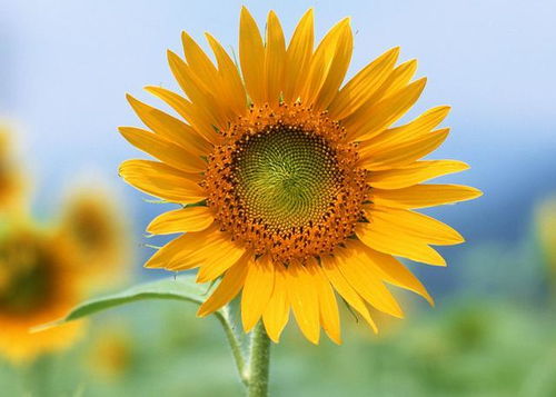 向日葵苗茎断了怎么办？