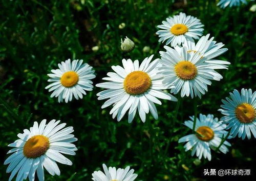 穷鬼快乐三重奏