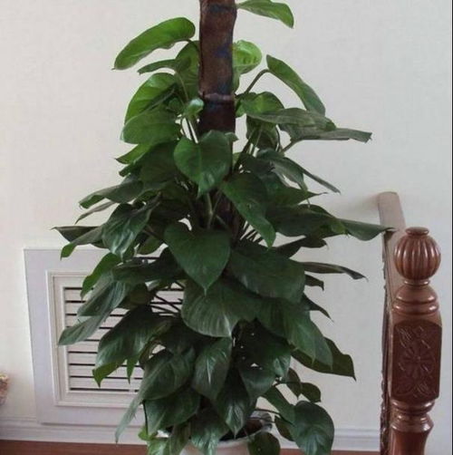 修绿萝柱， 打造独特造型