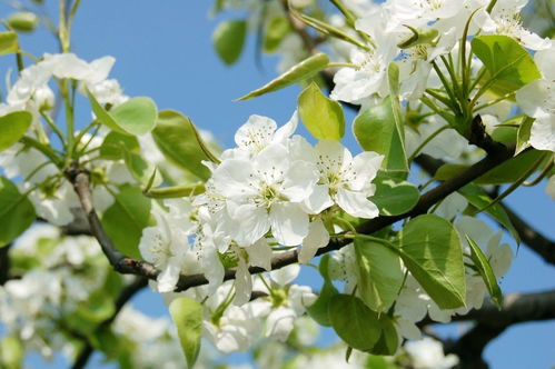 梨花花期一般在3-4月