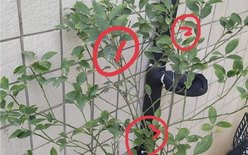 盆栽金桔为何种不活？揭秘种植难题